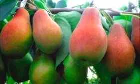 Возревание