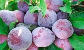 Сбор урожая