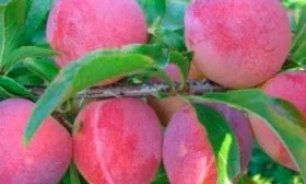 Особенности