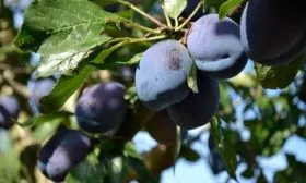 Урожайность