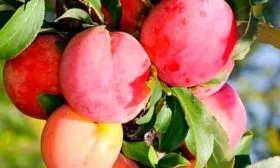 Происхождение