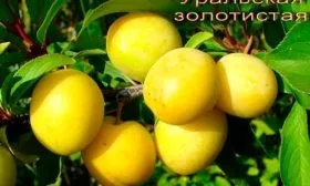 Золотистая