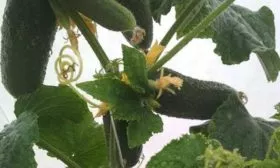 Созревание