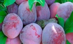 Продуктивность