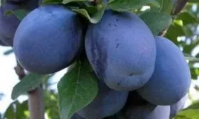 Характеристики