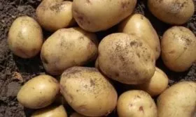 Корнеплоды