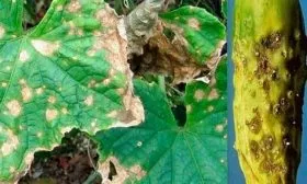 Аскохитоз, также известный как чёрная гниль