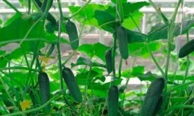 продуктивность