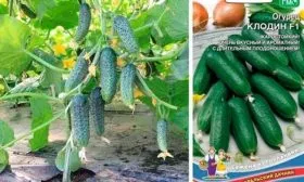 Представление о сорте