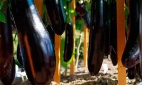 Baklazhan_Severnyy_indigo2_11zon