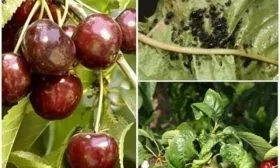 Болезни и вредители