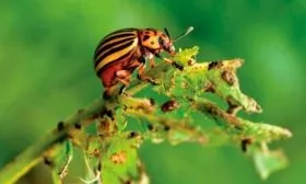 Болезни и вредители