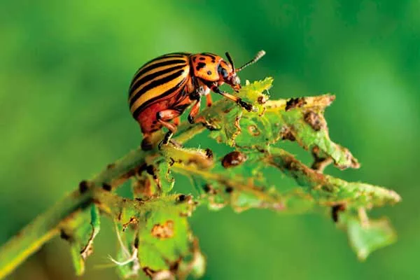 Болезни и вредители