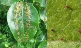 Болезни и вредители