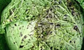 Болезни и вредители