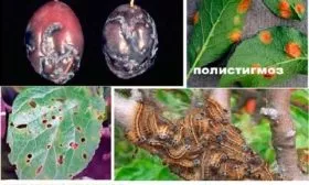 Болезни и вредители методы борьбы и профилактики