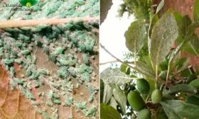 Болезни и вредители, профилактика