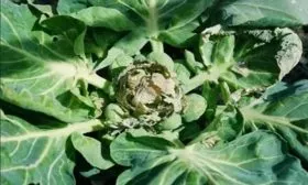 Борьба с болезнями и вредителями