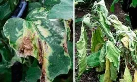 Борьба с вредителями и болезнями