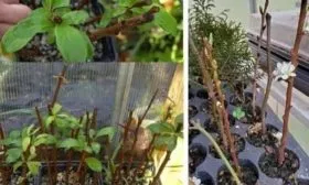 Черенкование