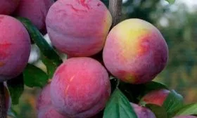 Слива командор