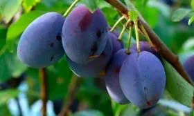 Форма и цвет плодов сливы Алексий