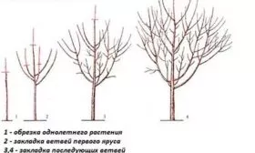 Формирование кроны