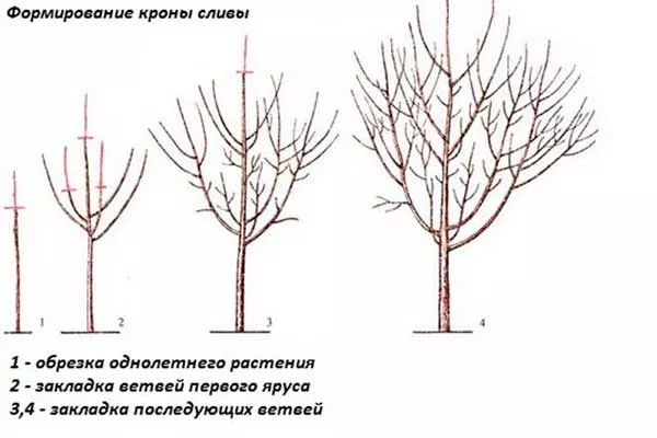 Формирование кроны