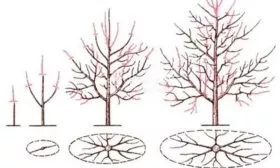 Формировка кроны