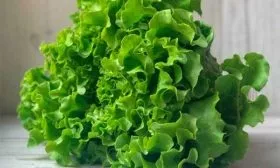 salat-dzhejd