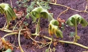 Фузариозное увядание