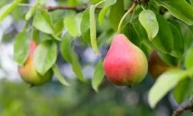 grushi-tatyana-foto-3-1