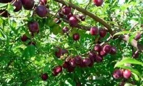 Характеристика внешнего вида