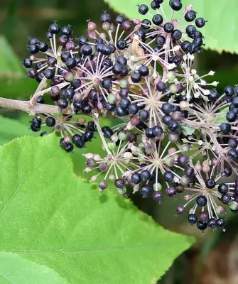 Аралия маньчжурская - Aralia mandshurica