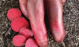 Полезные свойства свёклы Таунус