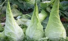 Сбор и хранение