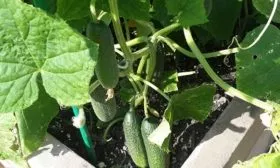 Созревание