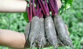 Созревание