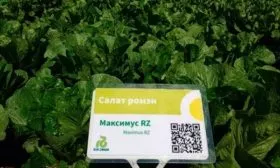 Максимус