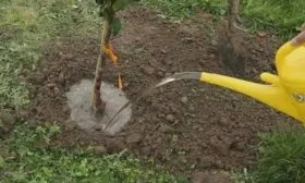 Как поливать