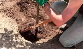 Как правильно посадить