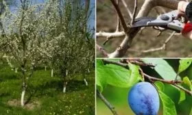 Как проводить обрезку сливы Мечта