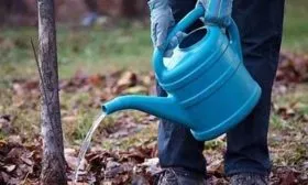 Как ухаживать за Морской сливой