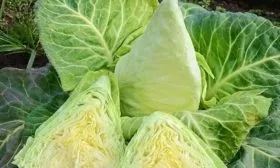 Капуста Везувий