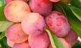 особенности сорта