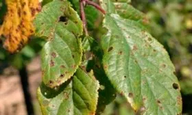 Клястероспориоз