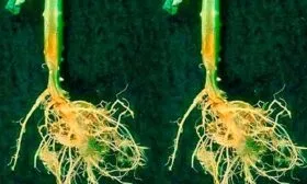 Корневая гниль