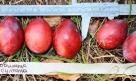 lyubimitsa-sultana-плоды