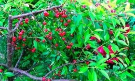 Урожайность