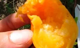 Тонкости вкуса